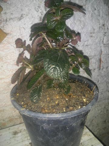 Plantas ornamental e medicinal - Foto 5
