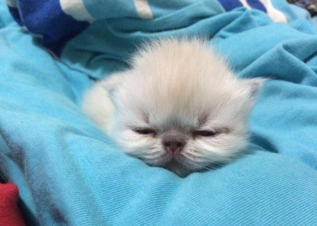 Filhote de gato PERSA HIMALAIA PURO - Foto 3