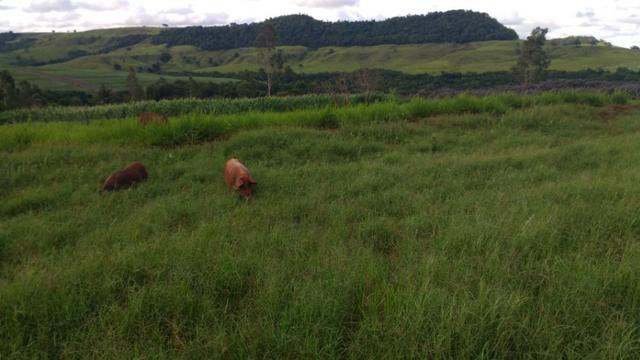 Vila rural em Valinhos , cidade Luiziana - Foto 11