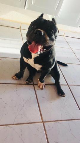 American bully