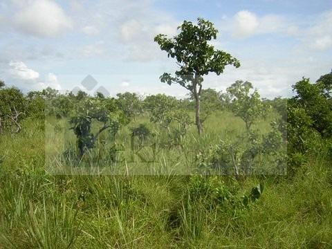 Fazenda no Mato Grosso 5.276 ha venda total - parcial ou permuta - Foto 11