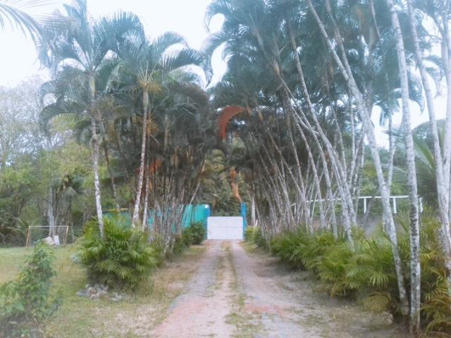 Excelente Casa 4000m2 Troco Imóvel ou Automóvel em Paratibe Estrada Mumbeca - Foto 3