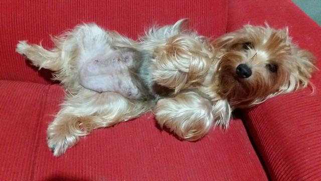 Yorkshire Terrier puro - Foto 3