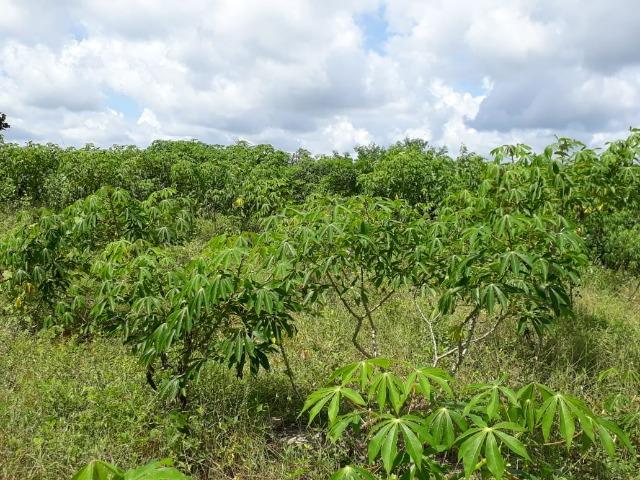 Sítio com 2 hectares - Todo irrigado e produzindo - Foto 11