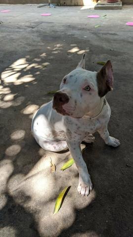 Filhote de pit bul Femea - Foto 5