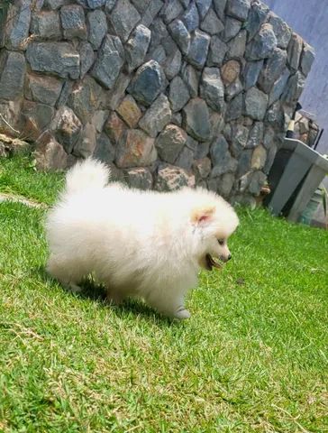 Spitz Alemão anão fêmea - Lulu da Pomerânia - 12x sem juros - envio grátis. - Foto 3