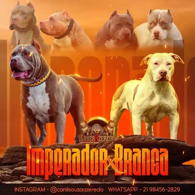 Pit Monster: Filhote  80 dias, macho e fêmea 