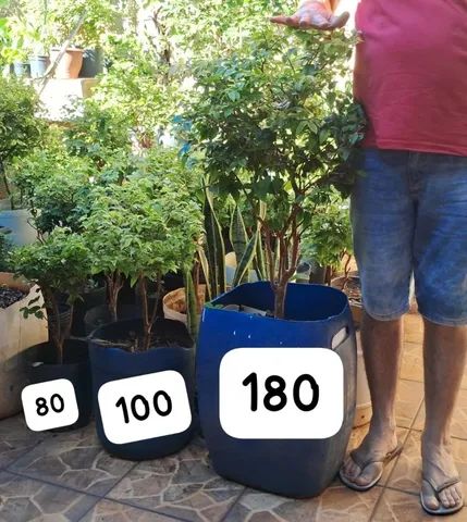 Mudas de jabuticabas e plantas ornamentais