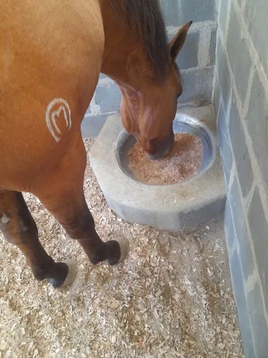 Cavalo Mangalarga Marchador