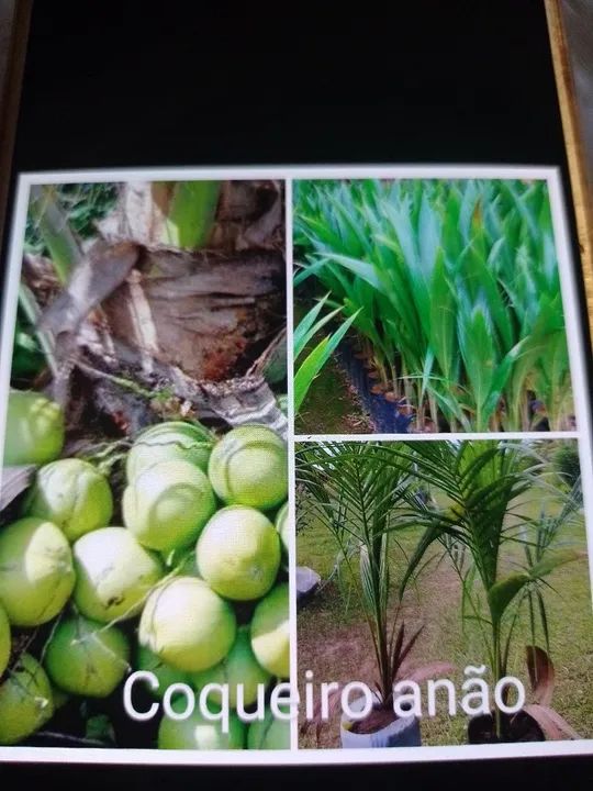 Frutíferas produtivas! Amora, coqueiro anão abacate e mais! - Foto 4