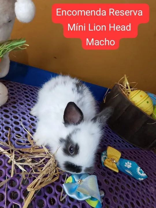 Mini Coelho Raças Variadas  - Foto 6