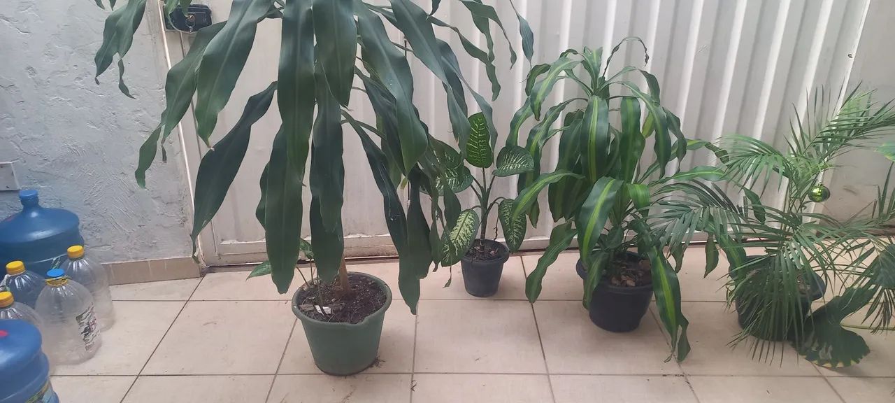 Plantas ornamentais para jardim! - Foto 5