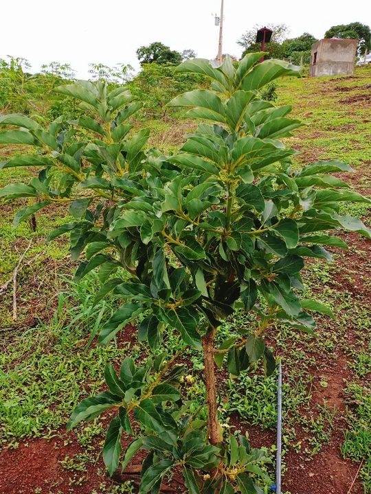 Terreno com vegetação nativa em área rural - Foto 7
