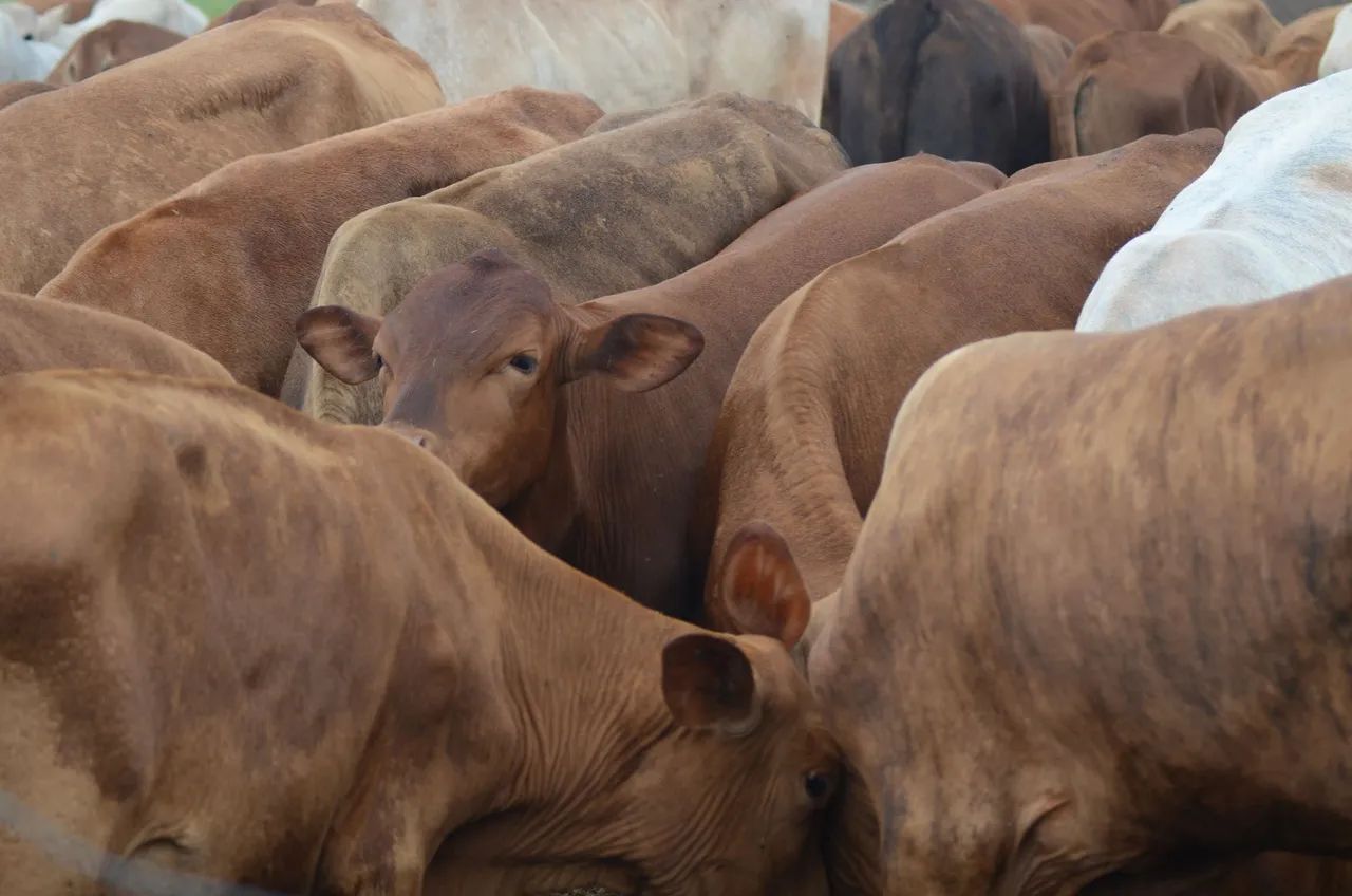 Vendo Gado Cruzamento Industrial - Foto 4