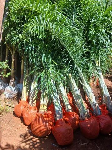 palmeira areca de locuba de 3 metros promoçao relampago - Foto 2