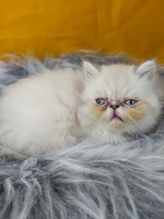 Gata persa disponivel  CCC