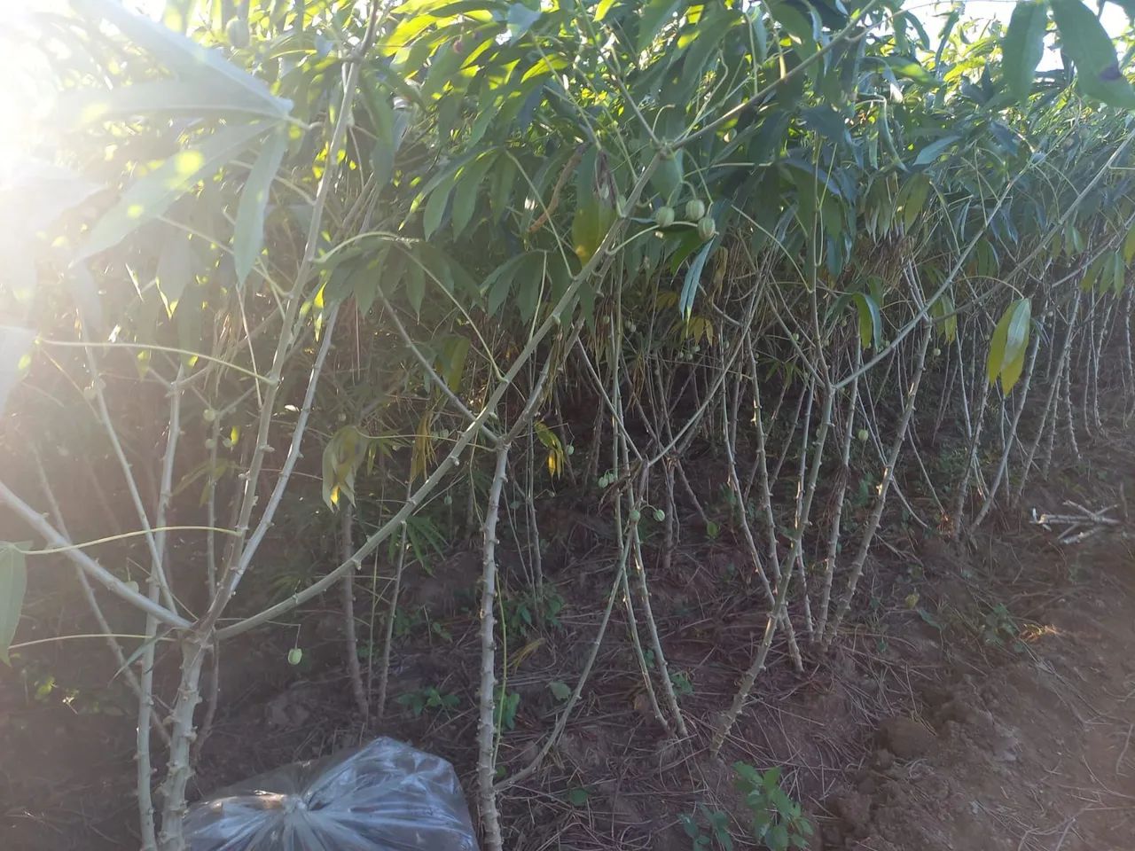 Rama de Mandioca  - Foto 4