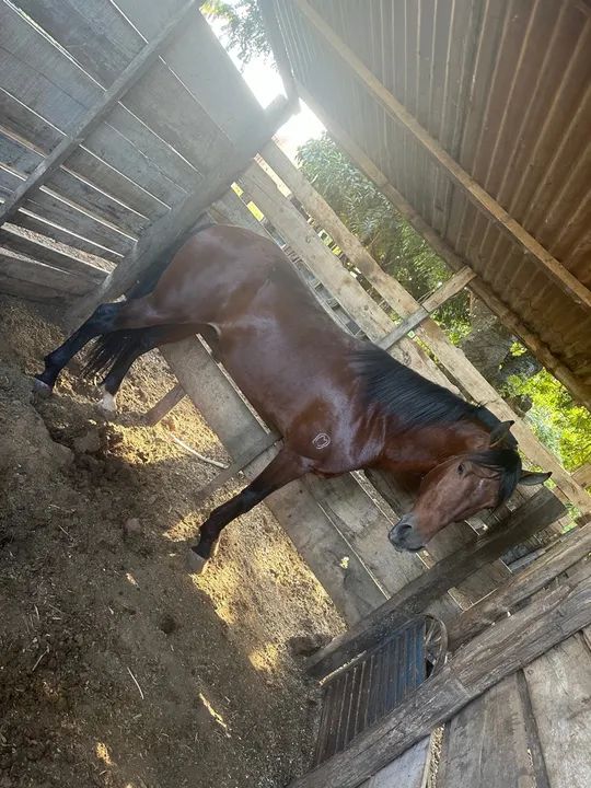 Cavalo manga larga machador inteiro
