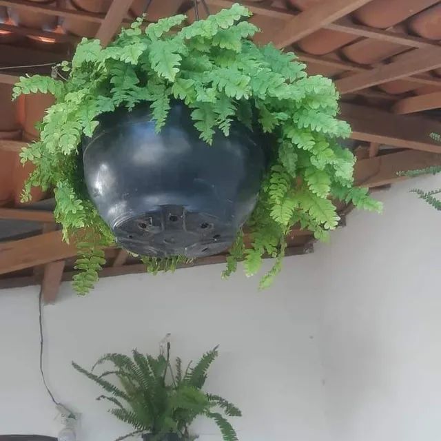 Samambaia no jarro  - Foto 2