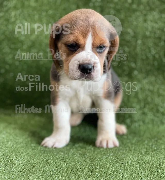 Beagle bicolor e tricolor com vacina e pedigree incluso  - Foto 2