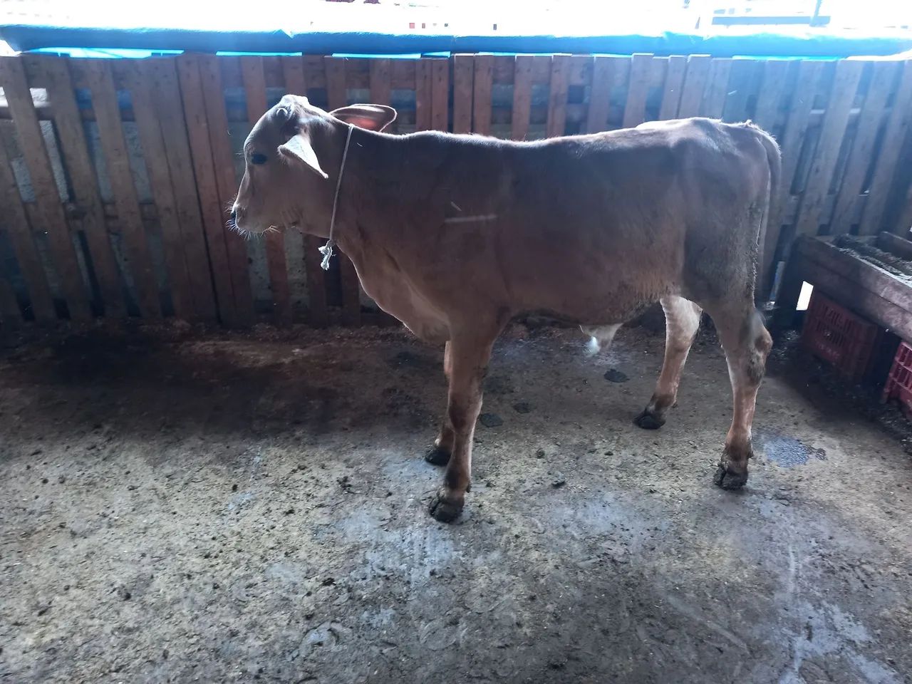 Bezerro - Foto 5