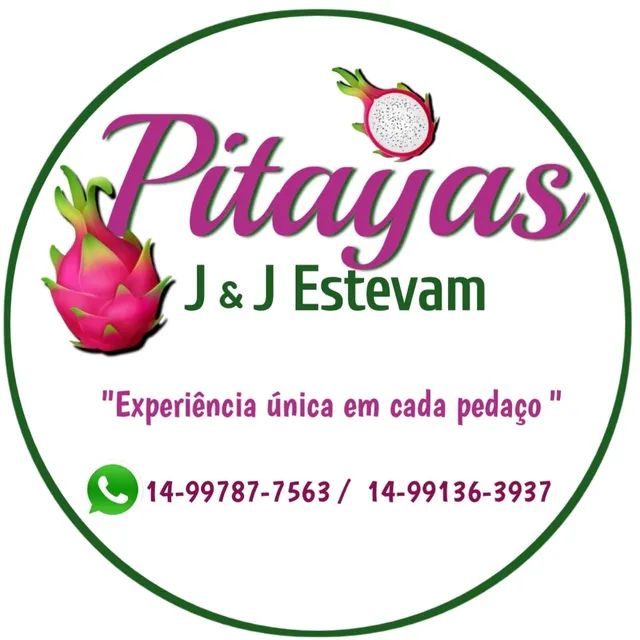 Vendo mudas pitayas vermelha Costa Rica  - Foto 5