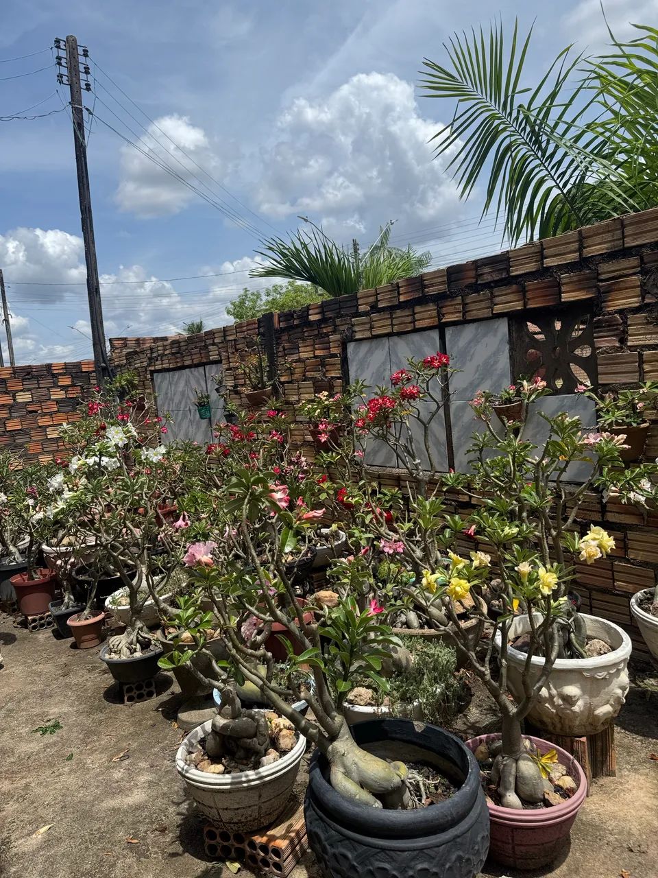 Plantas64294099085699122