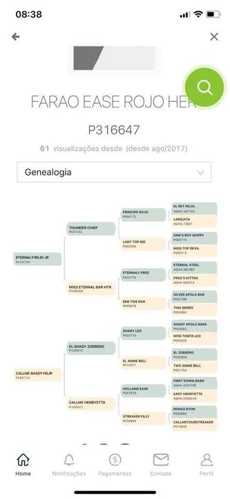 Potro meio sangue QM - Foto 5