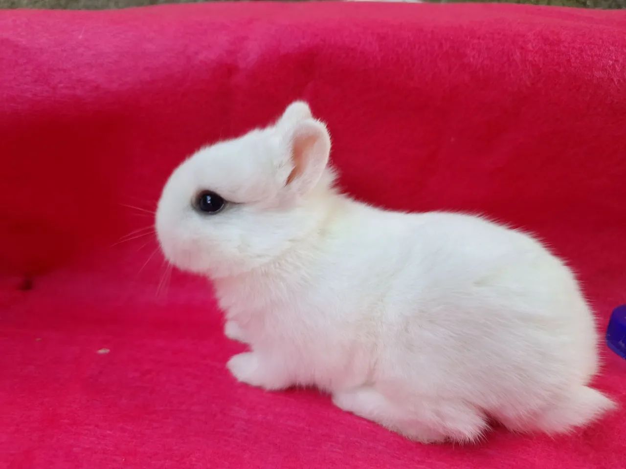 Coelhos Mini e anões importados 