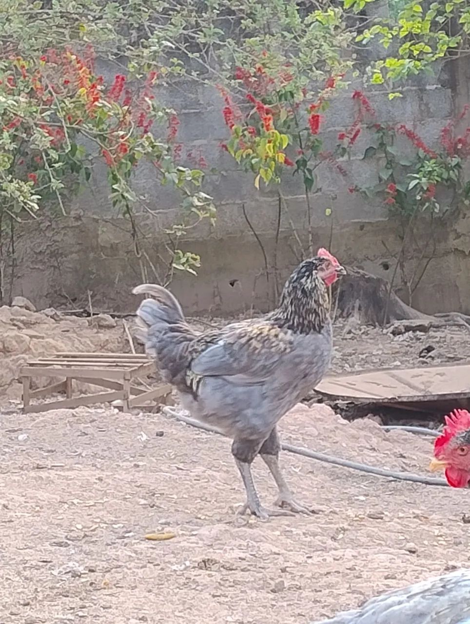 Galos raça grés sendré belíssimos  - Foto 3