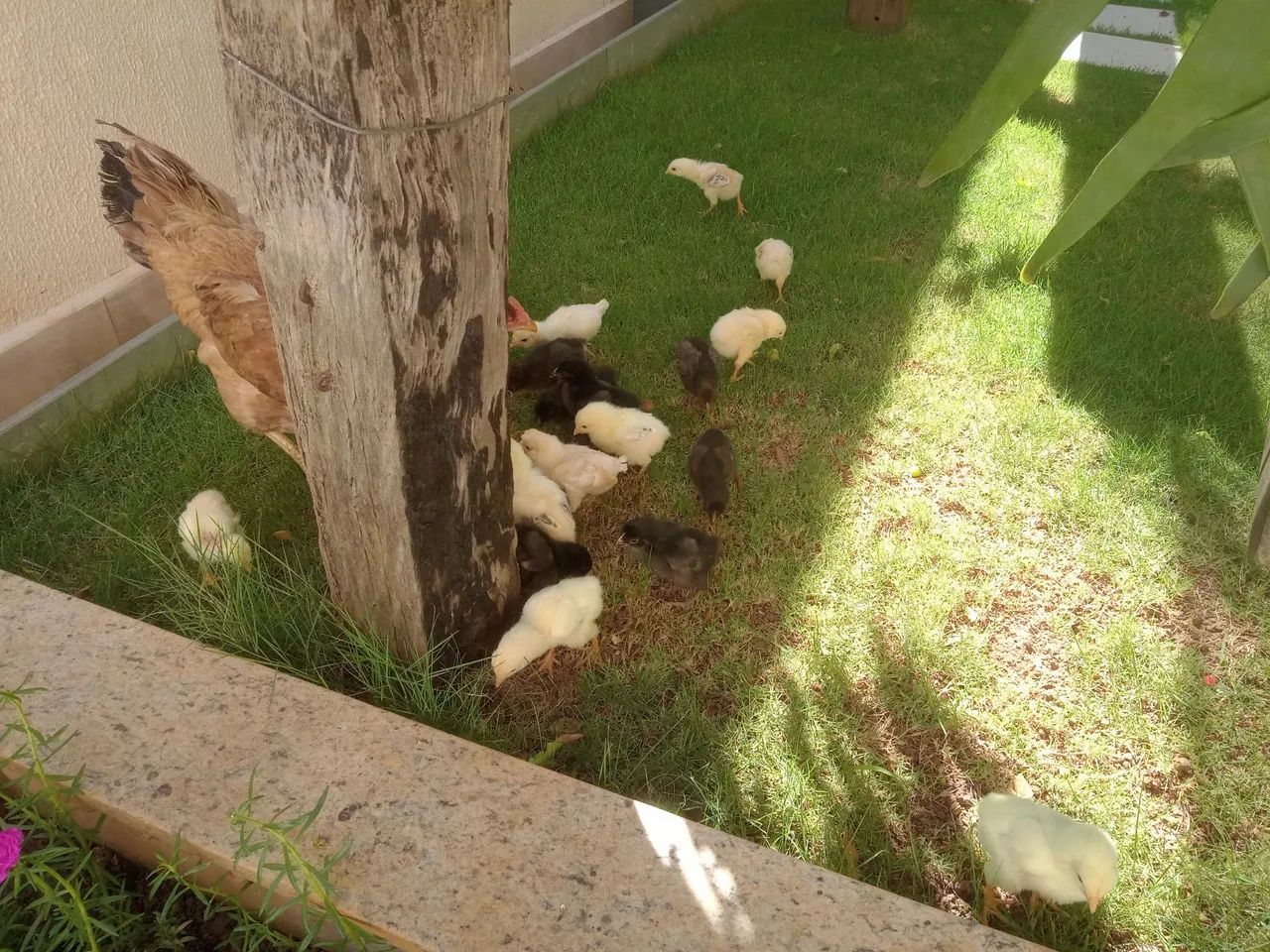 Galinha Caipira Nova com 19 Pintinhos  - Foto 4