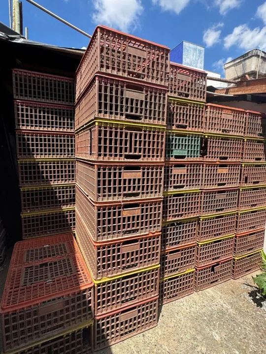 Caixa para transporte de aves
