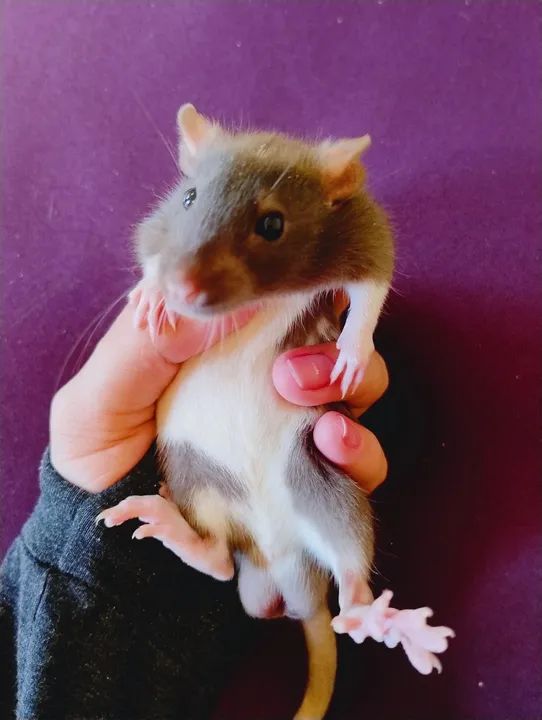 Rato Twister  - Foto 2