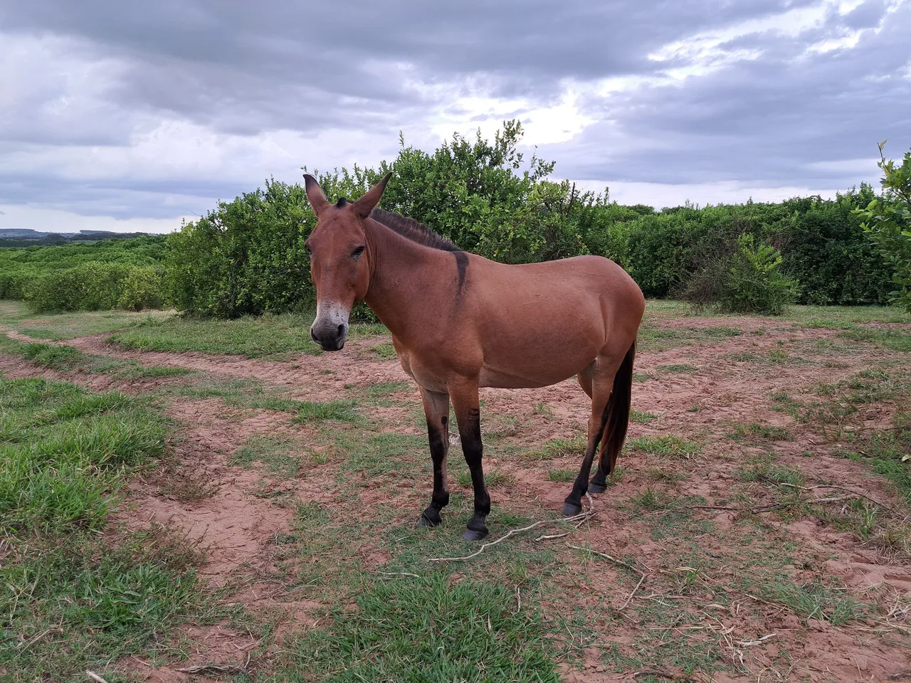 Burro para trabalho e lazer