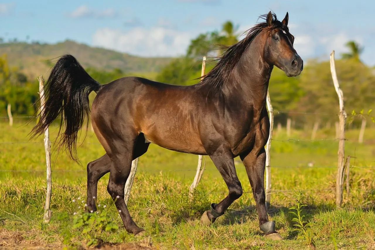 Égua Pura de origem Prenhe  - Foto 4