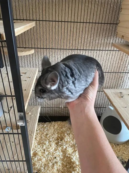 Chinchila/gaiola  - Foto 2