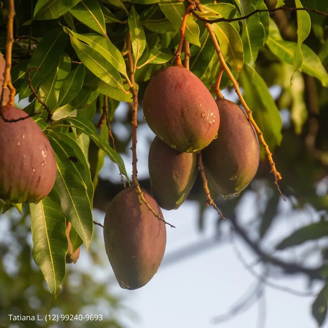 Preço acessível para você construir seu Lar! Lotes no Residencial Flamboyant - Foto 3