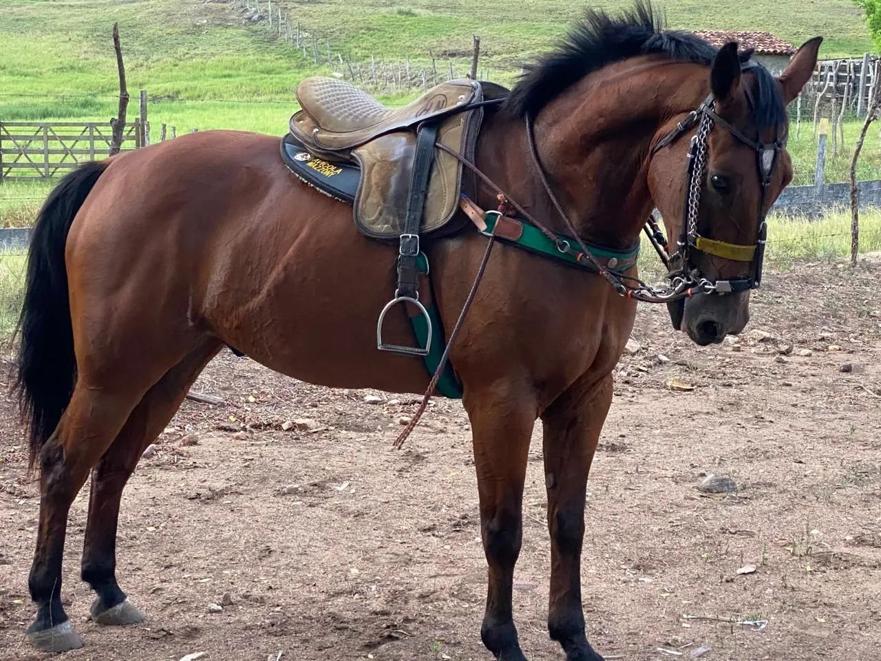 Cavalo quarto de milha