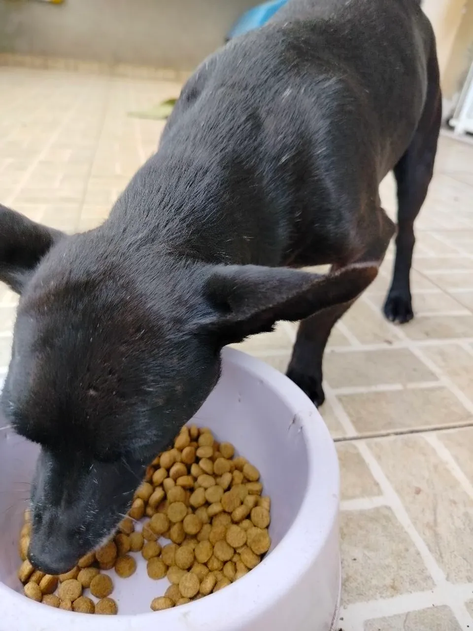 Cachorro preto para adoção