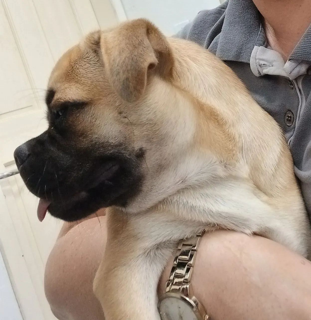 Pug filhote mestiça doação  - Foto 2