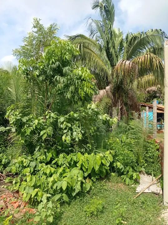 Terreno 30×40 Em Timon-MA - Foto 3
