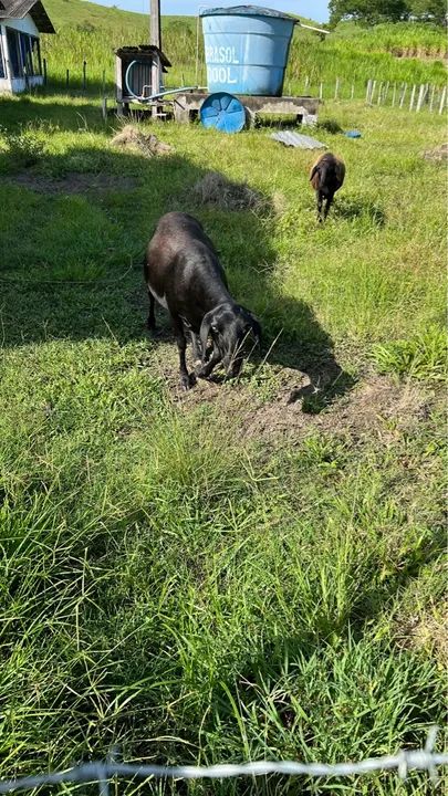 Casal de Caprinos - Foto 6