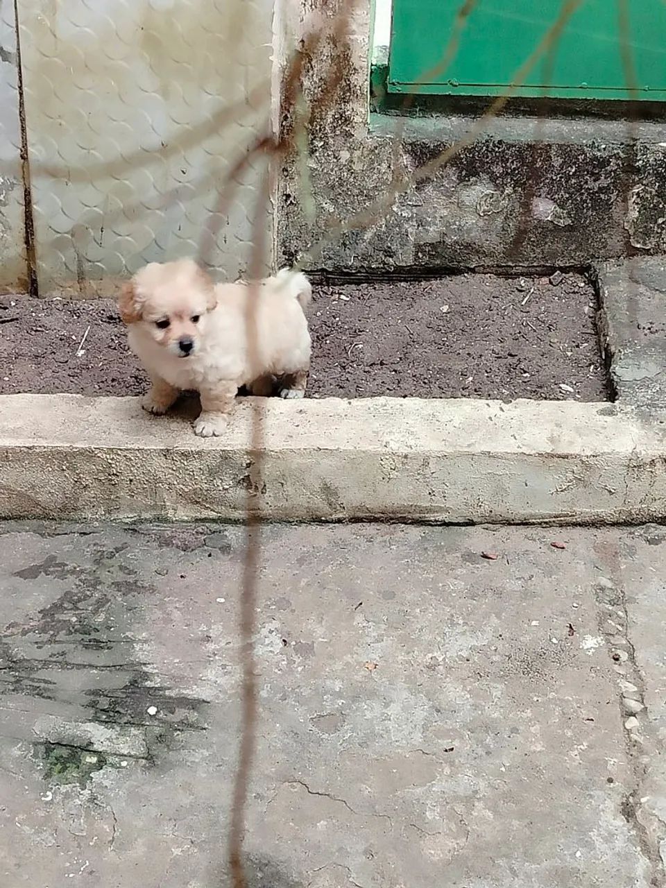 Poodle machinho - Foto 2