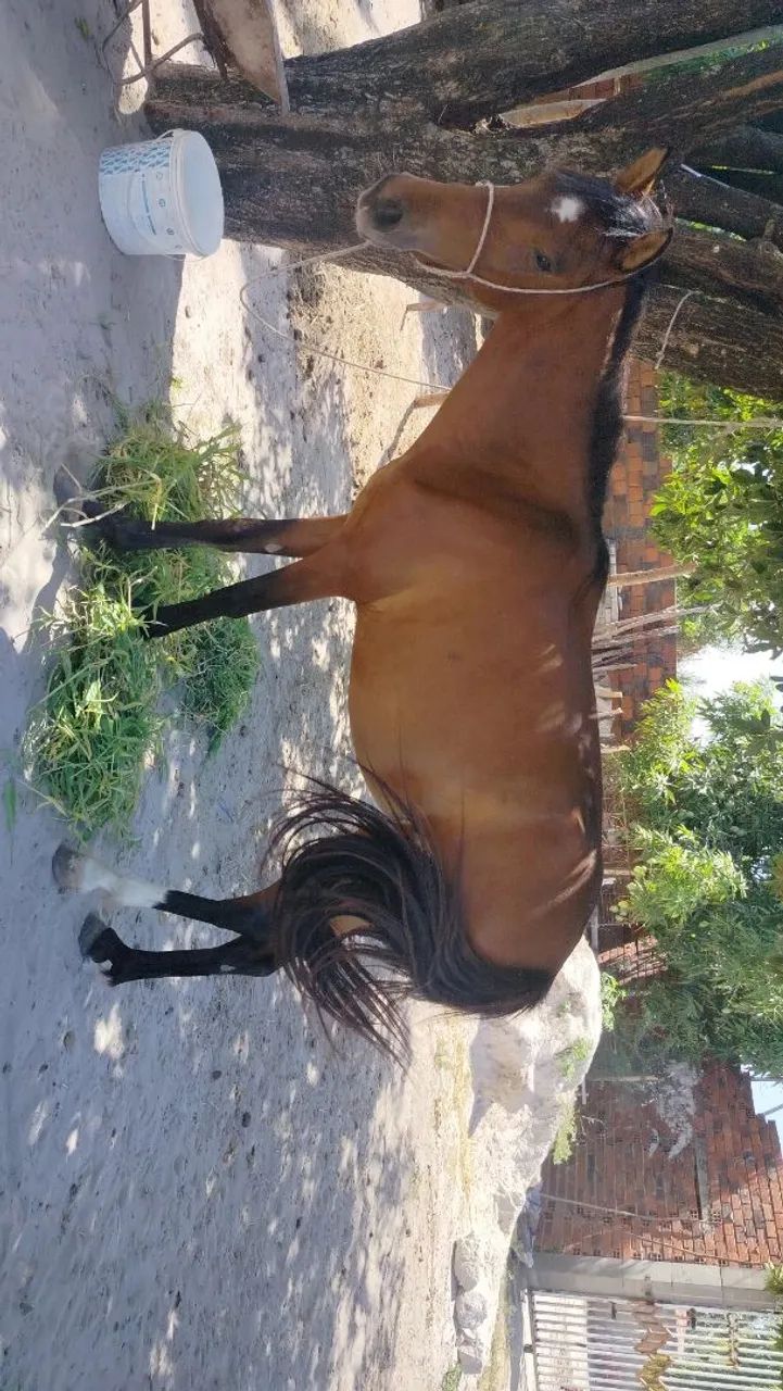 Vende-se uma égua com 2anos de idade  - Foto 4