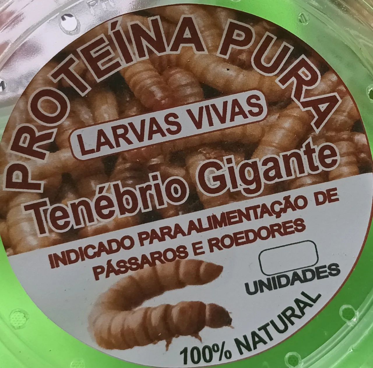 Tenebrio gigante  - Foto 2