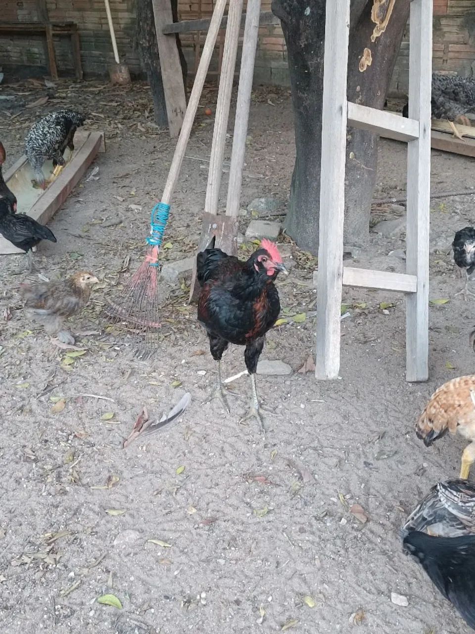 Frango caipira  - Foto 3