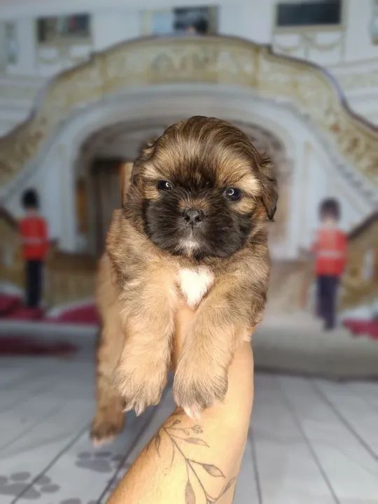 Mini Shitzu macho  - Foto 5