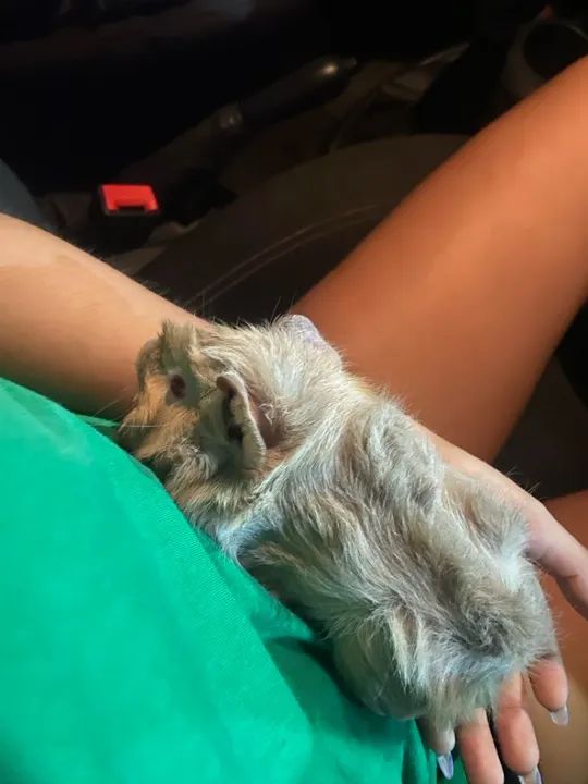 Porquinho da Índia - 2 meses  - Foto 3