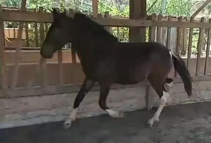 Potro pampa de preto . - Foto 6