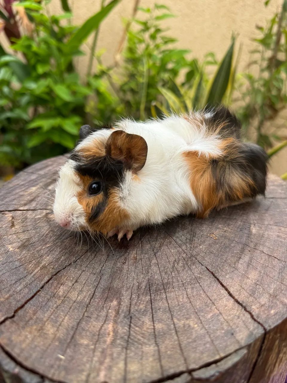 Porquinho abissínio 